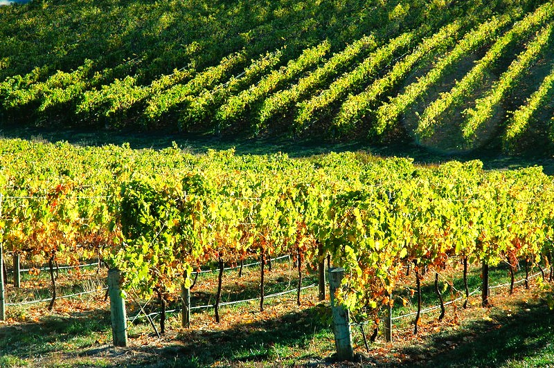 Ada Wine Co.