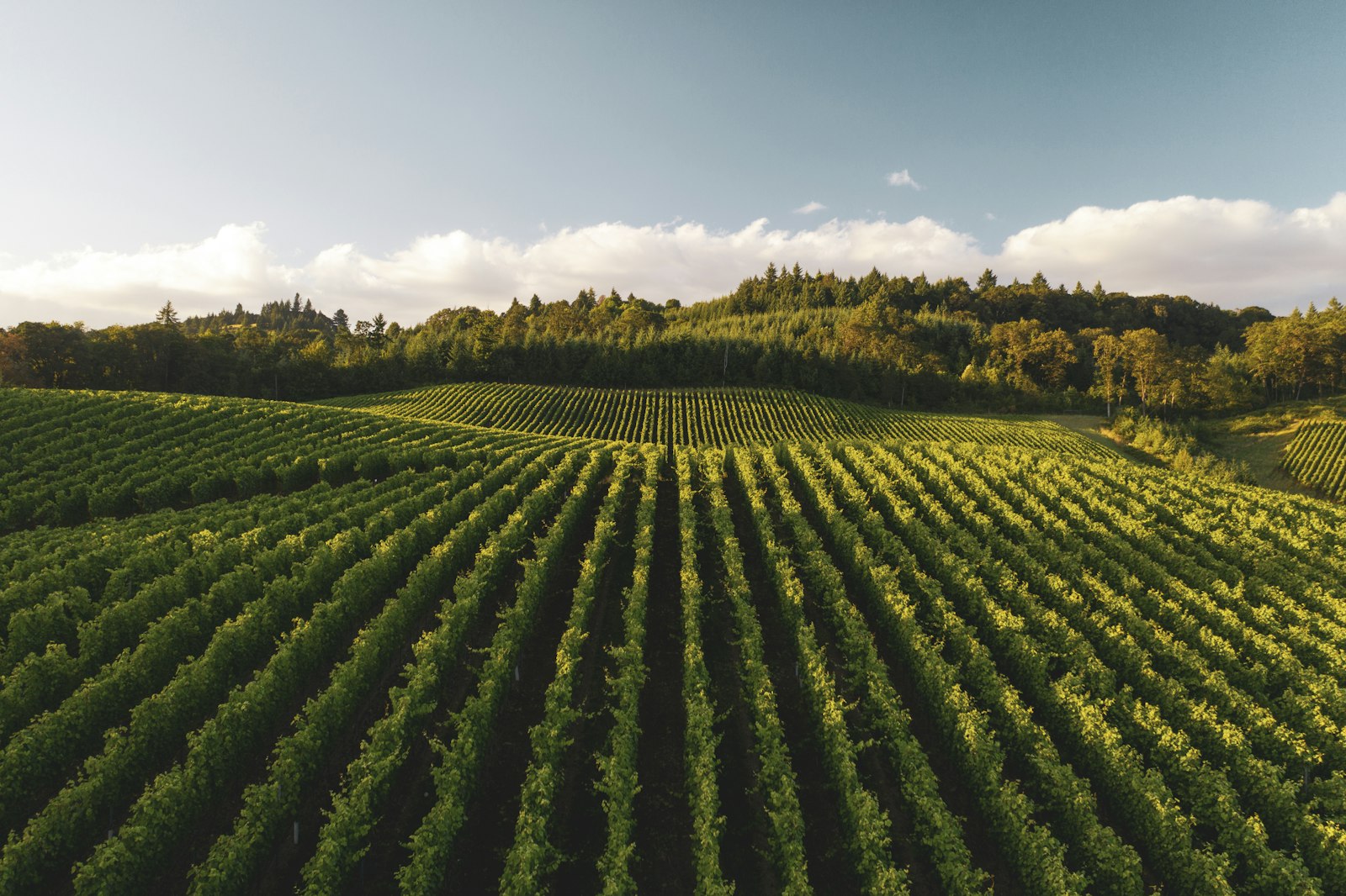 Ahr Vineyards