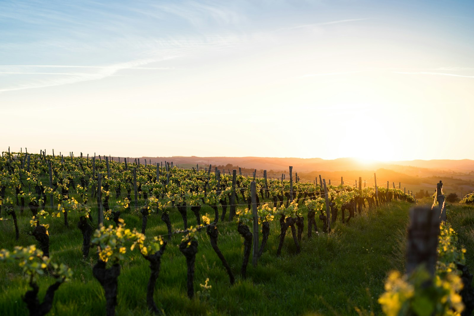 Akmola Vineyards