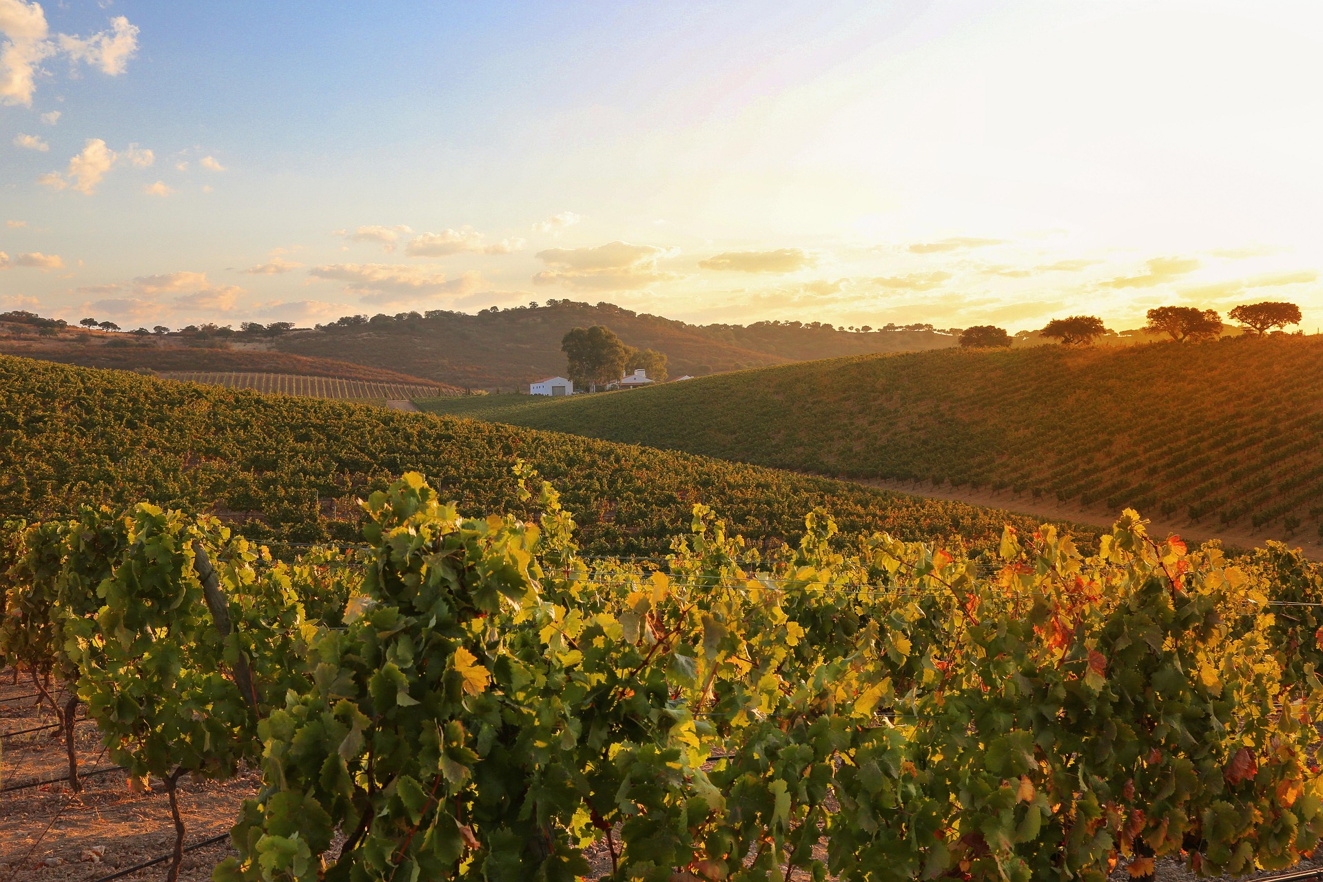 Alentejo Vineyards