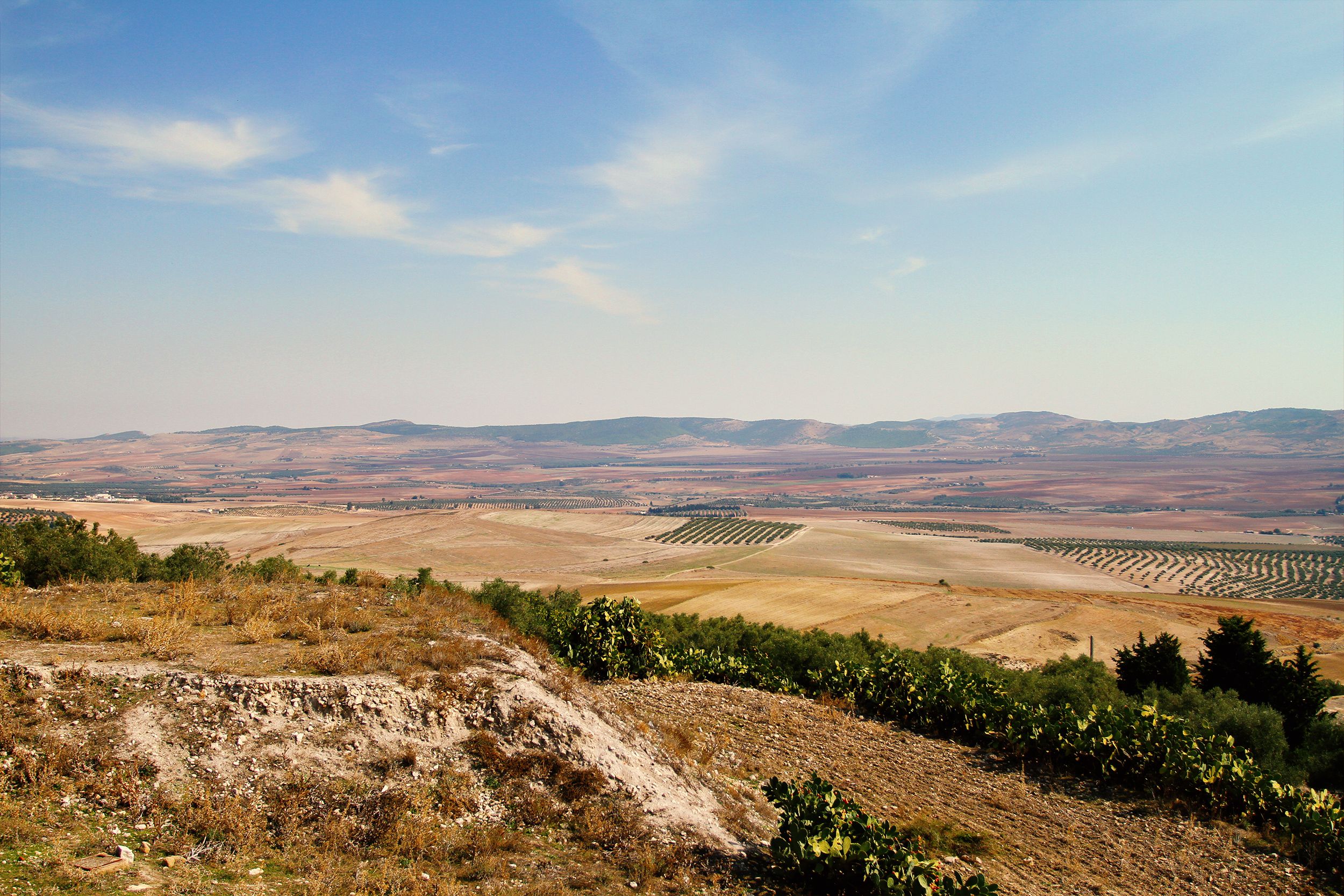 Aragón Vineyards