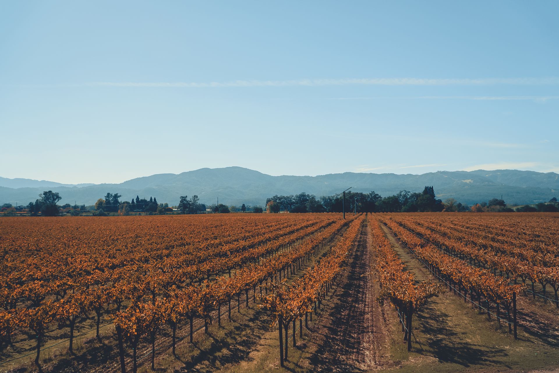 Dos Lagos Vineyards