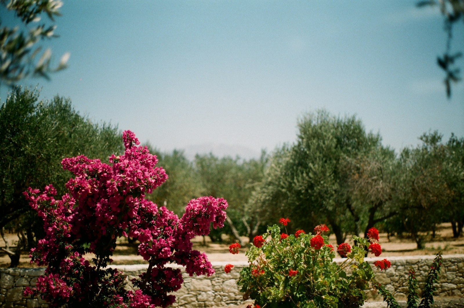 Attica Vineyards