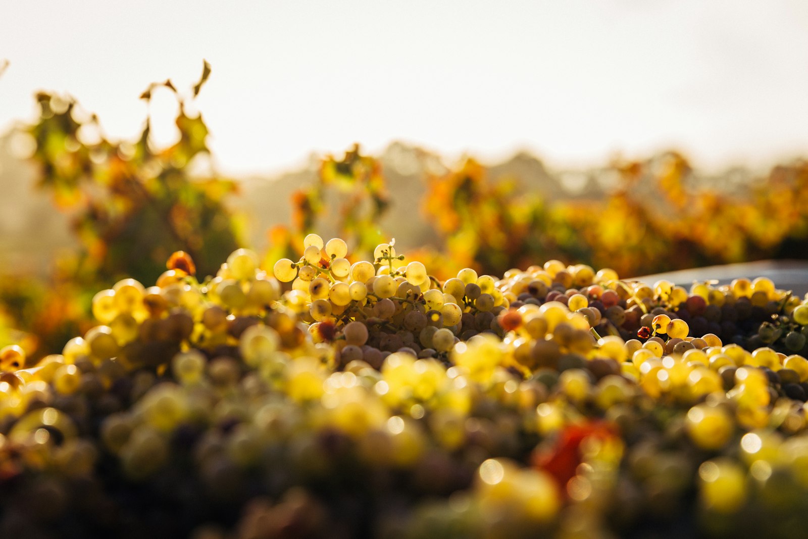 Awash Vineyards