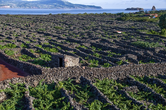 Azores Vineyards