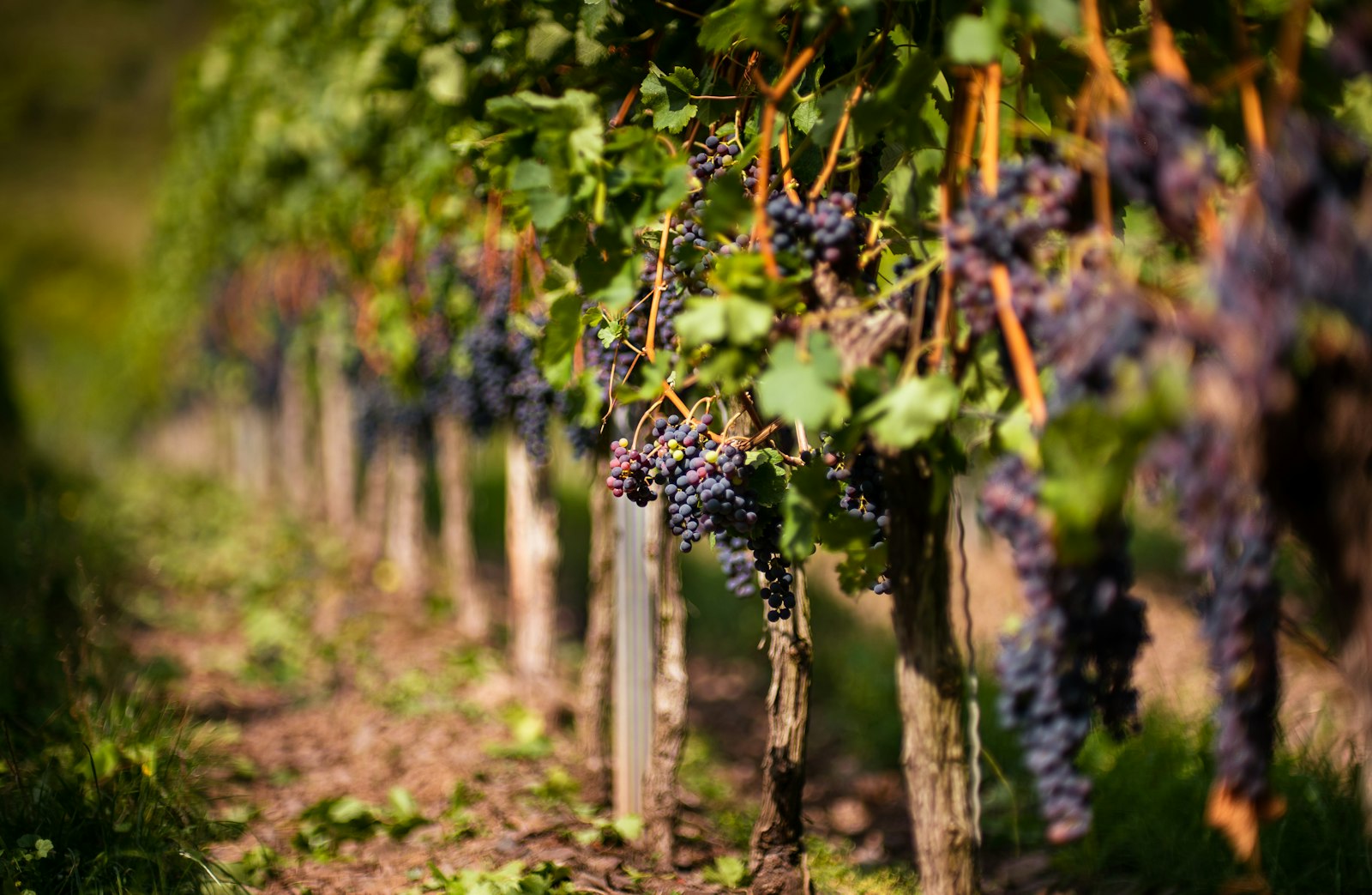 Badacsony Vineyards
