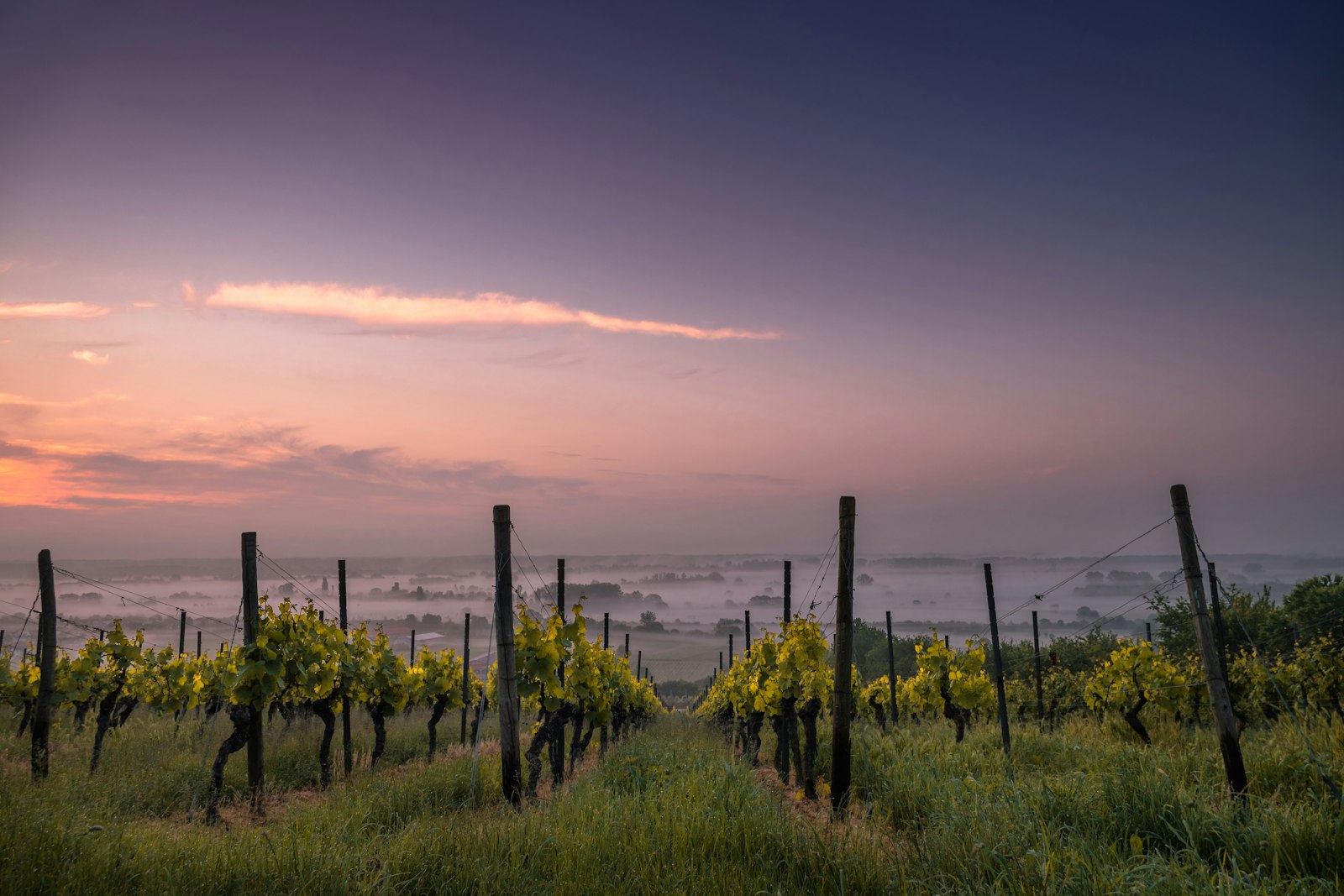 Baden Vineyards