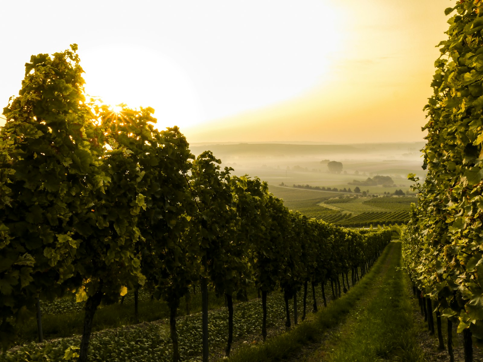 Balatonfüred-Csopak Vineyards