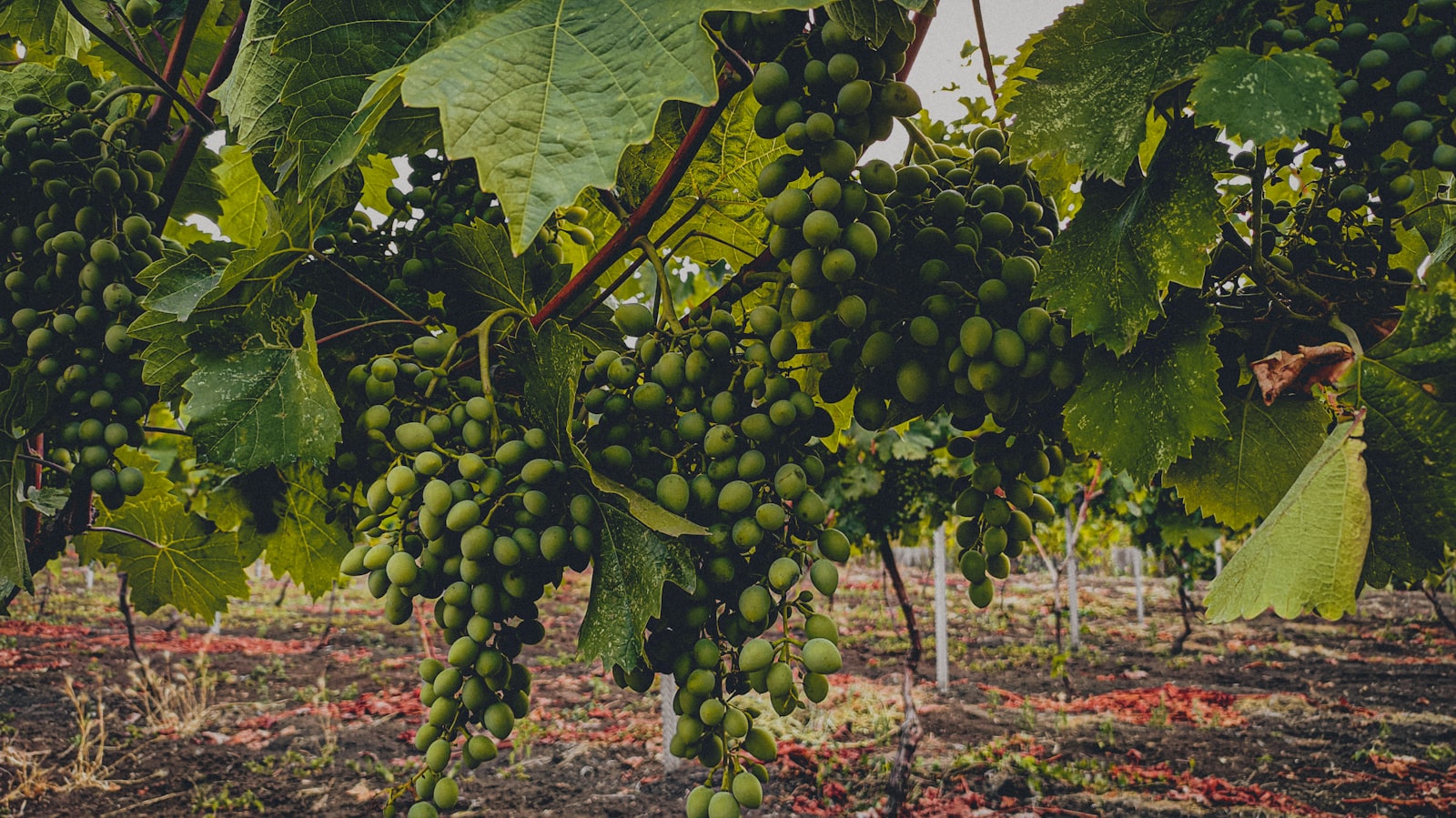 Bălți Vineyards