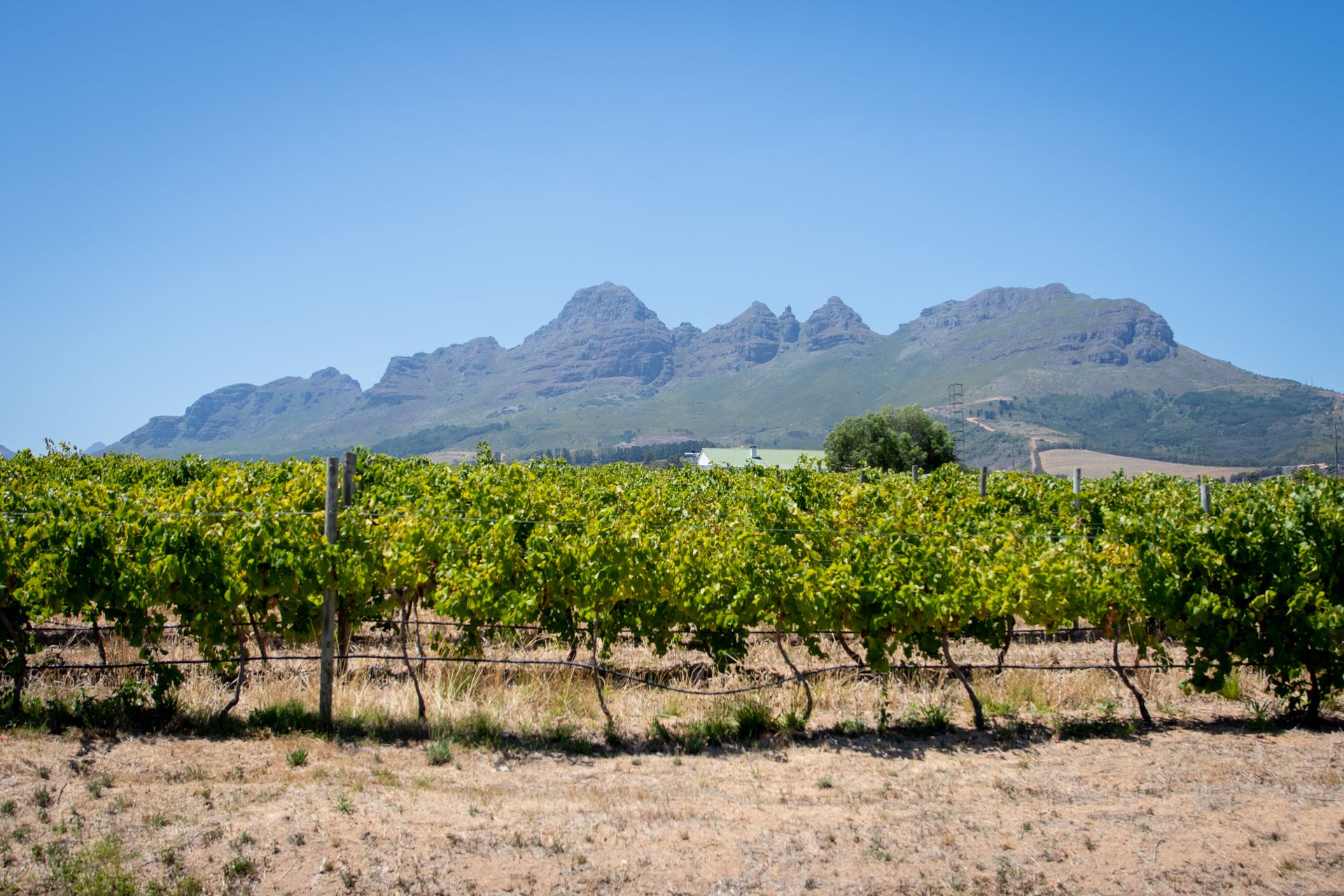 Breedekloof Vineyards