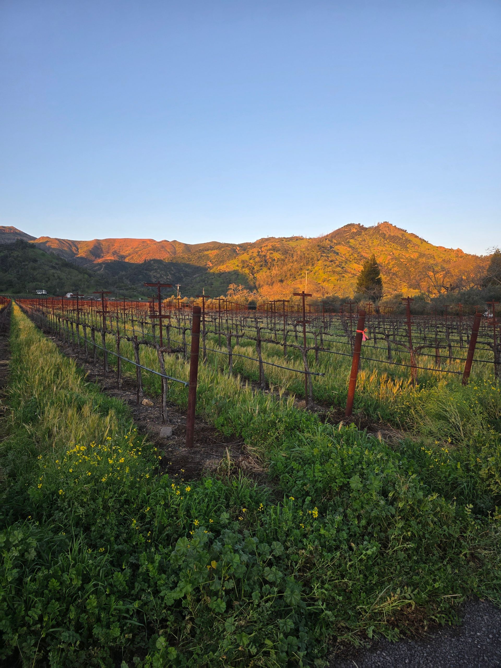 Homage Vineyard