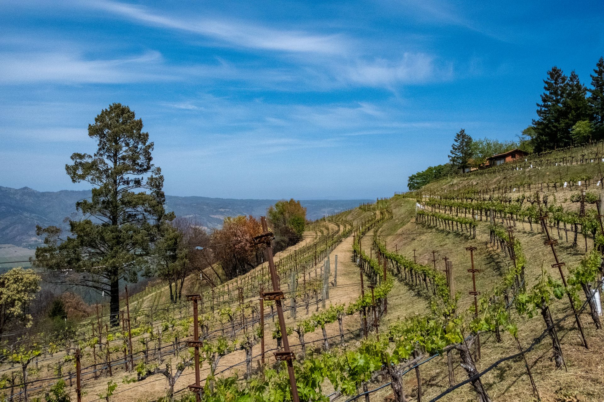 Robert Sinskey Vineyards