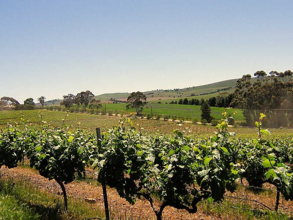 Adelina Wines