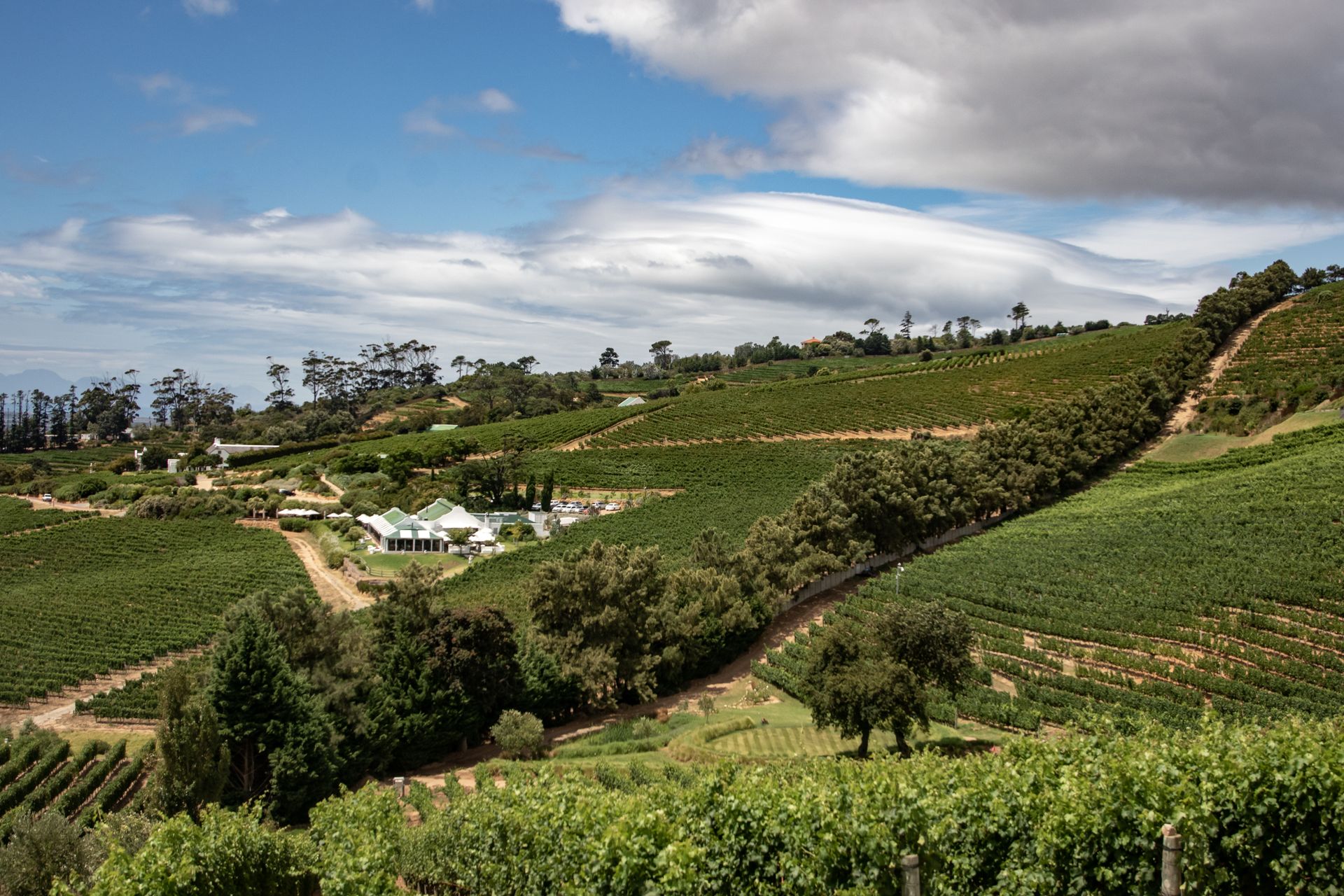 Constantia Vineyards