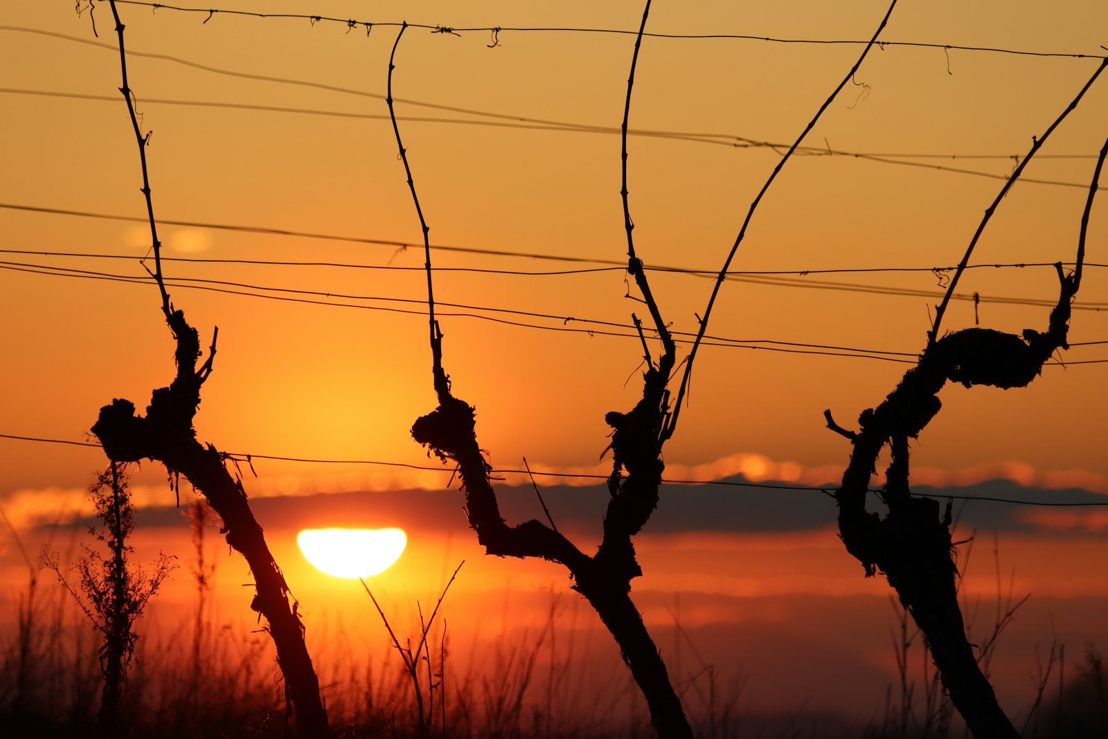 Dalmatia Vineyards