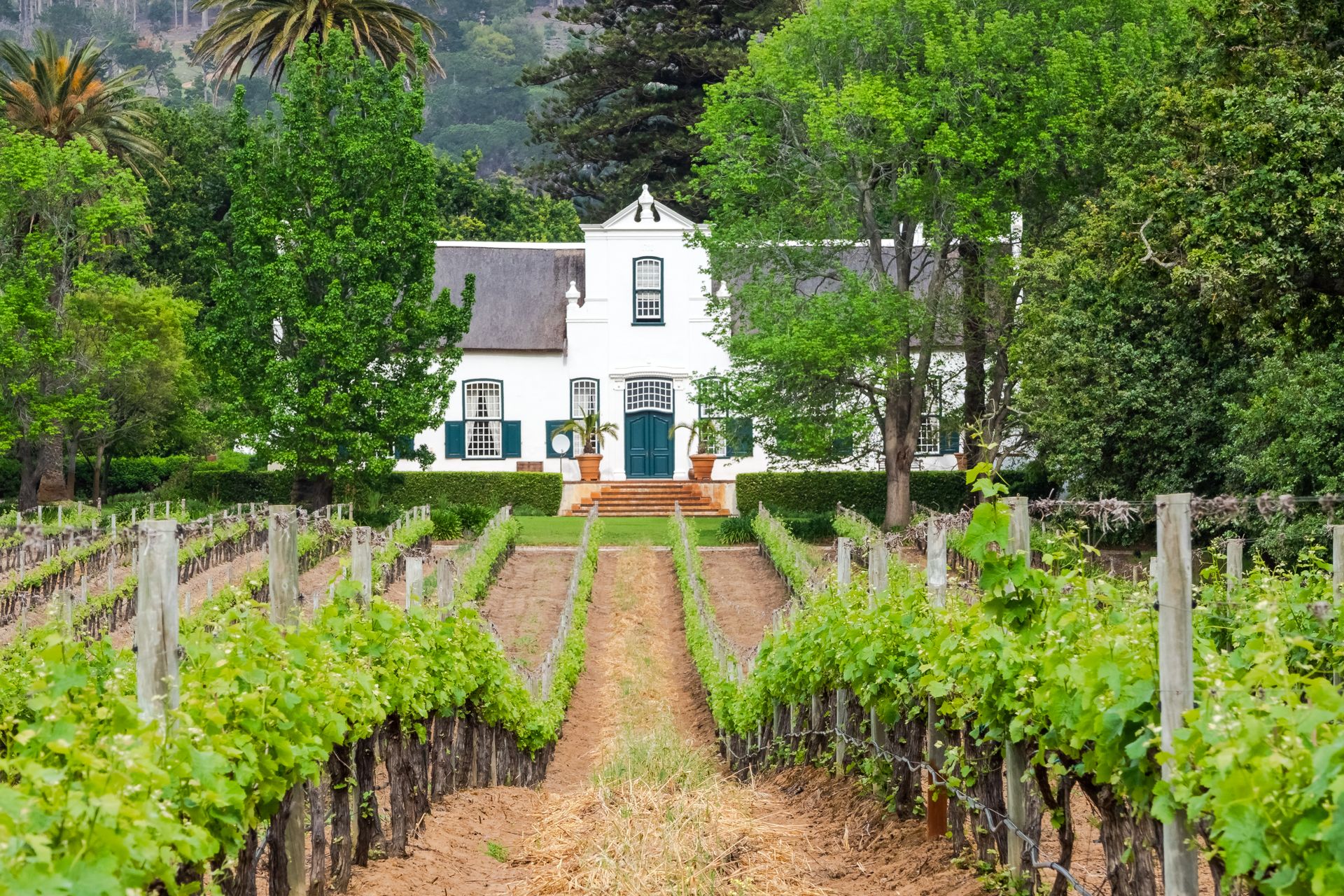 Durbanville Vineyards