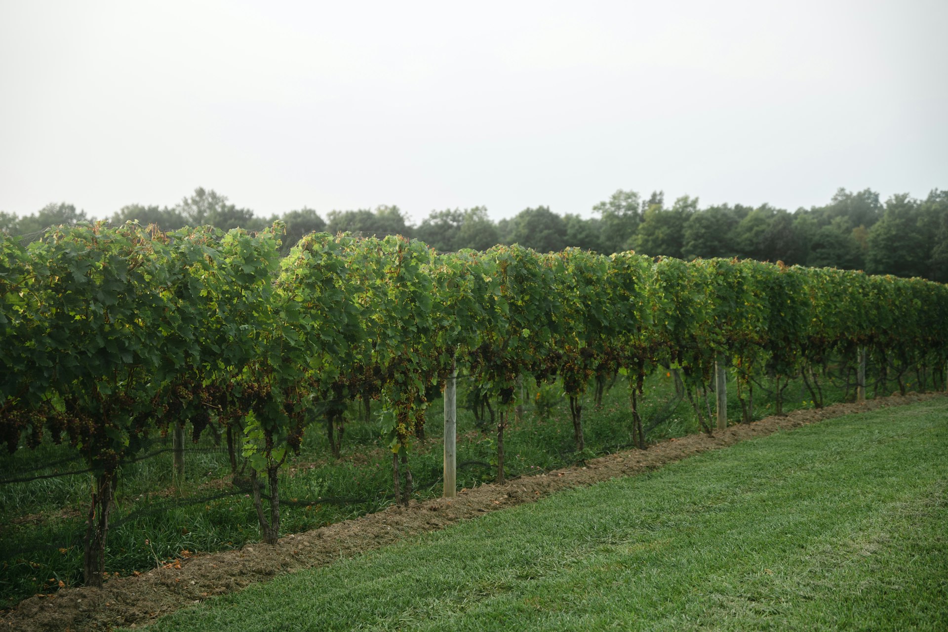 Airy Acres Vineyard