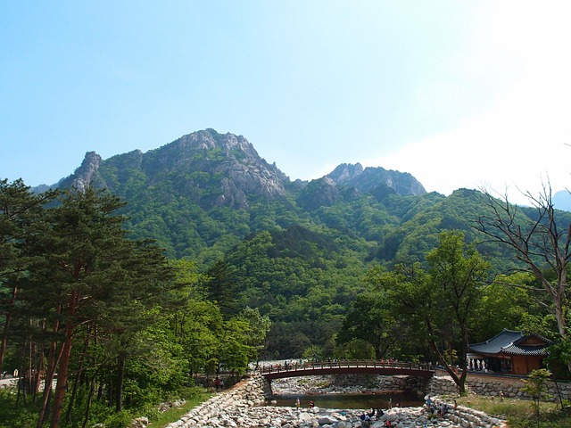 Gangwon-do Vineyards