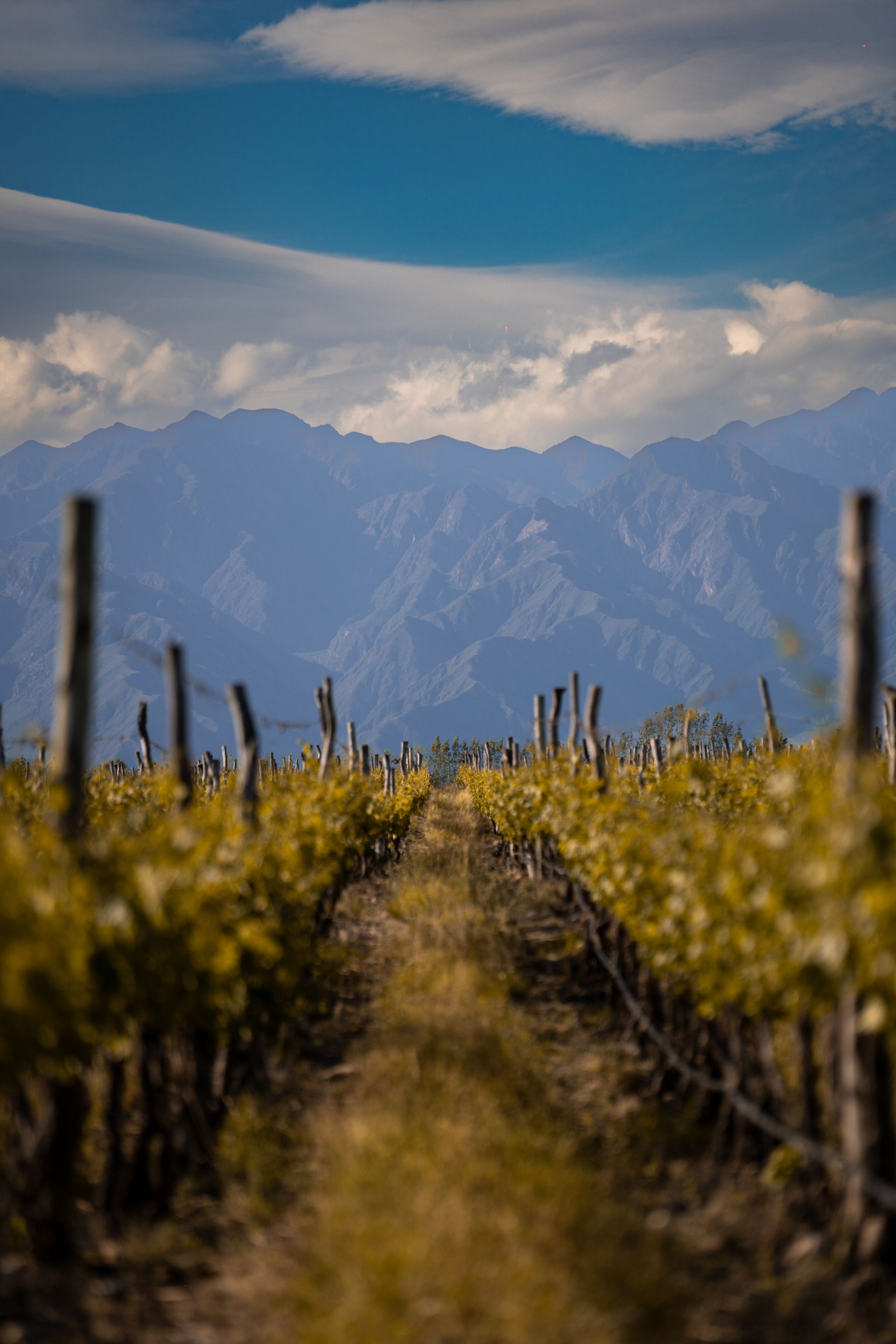 Genève Vineyards