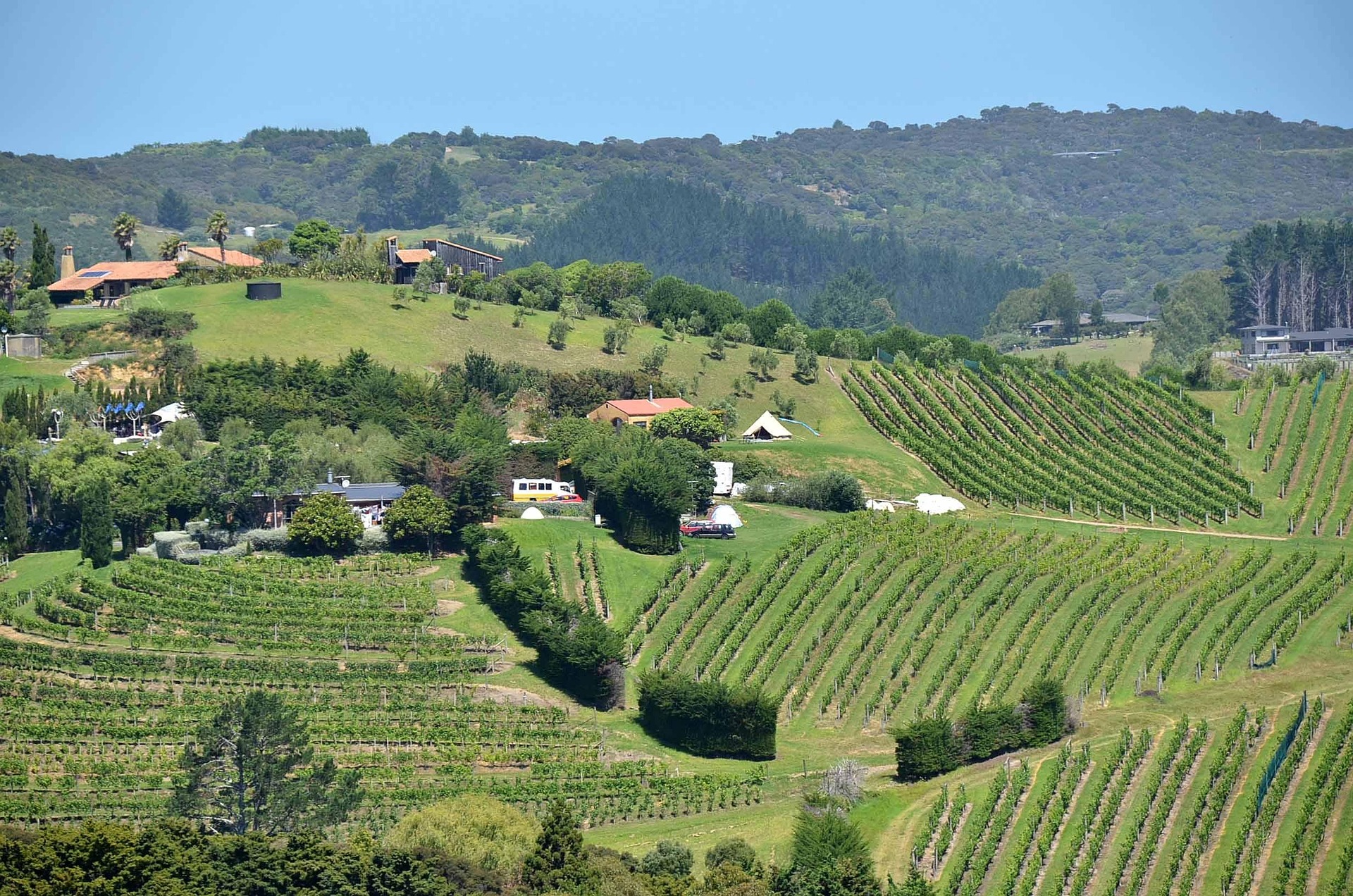 Gisborne Vineyards