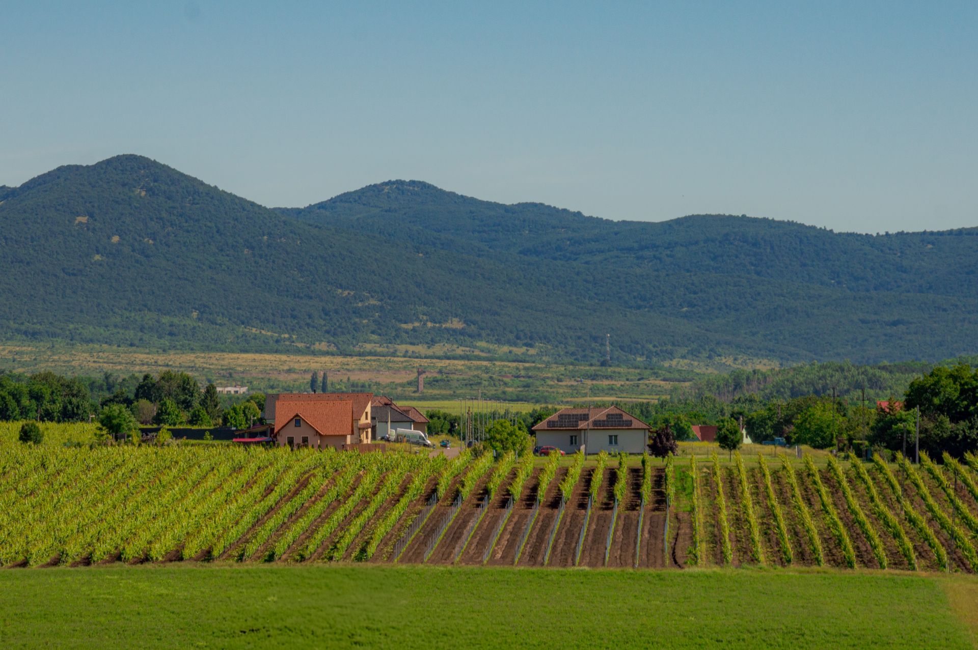 Goriška Brda Vineyards