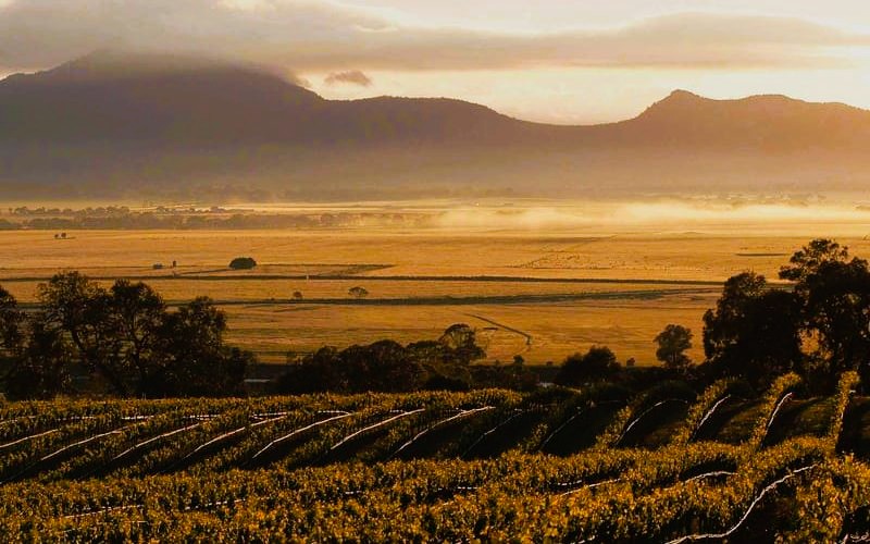 Fratin Brothers Vineyard