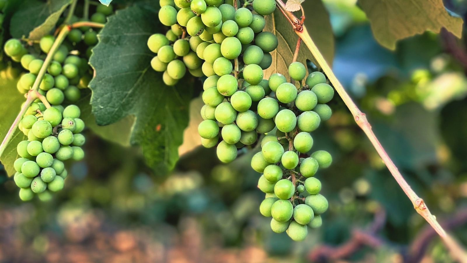 Krishna Valley Vineyards