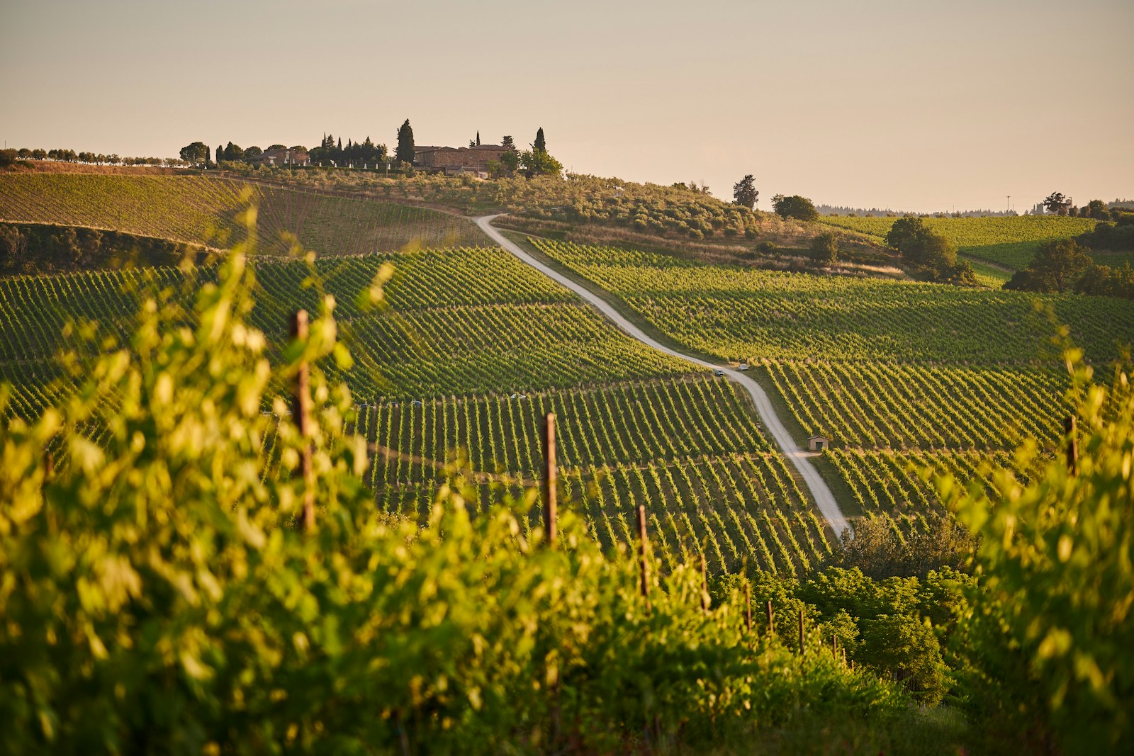 Limarí Vineyards