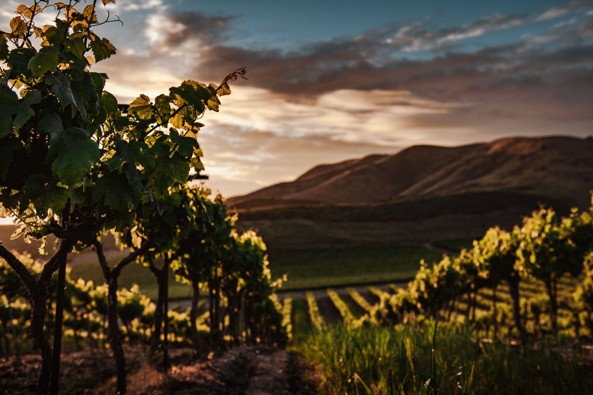 Lower Silesia Vineyards