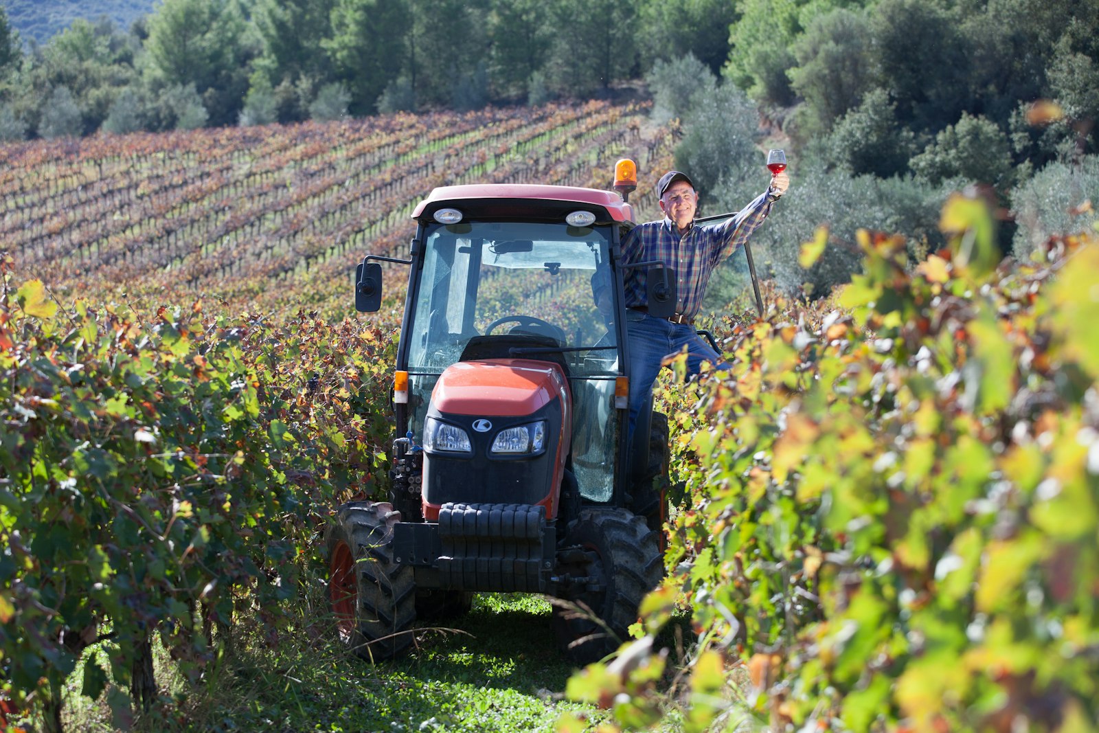 Macedonia Vineyards