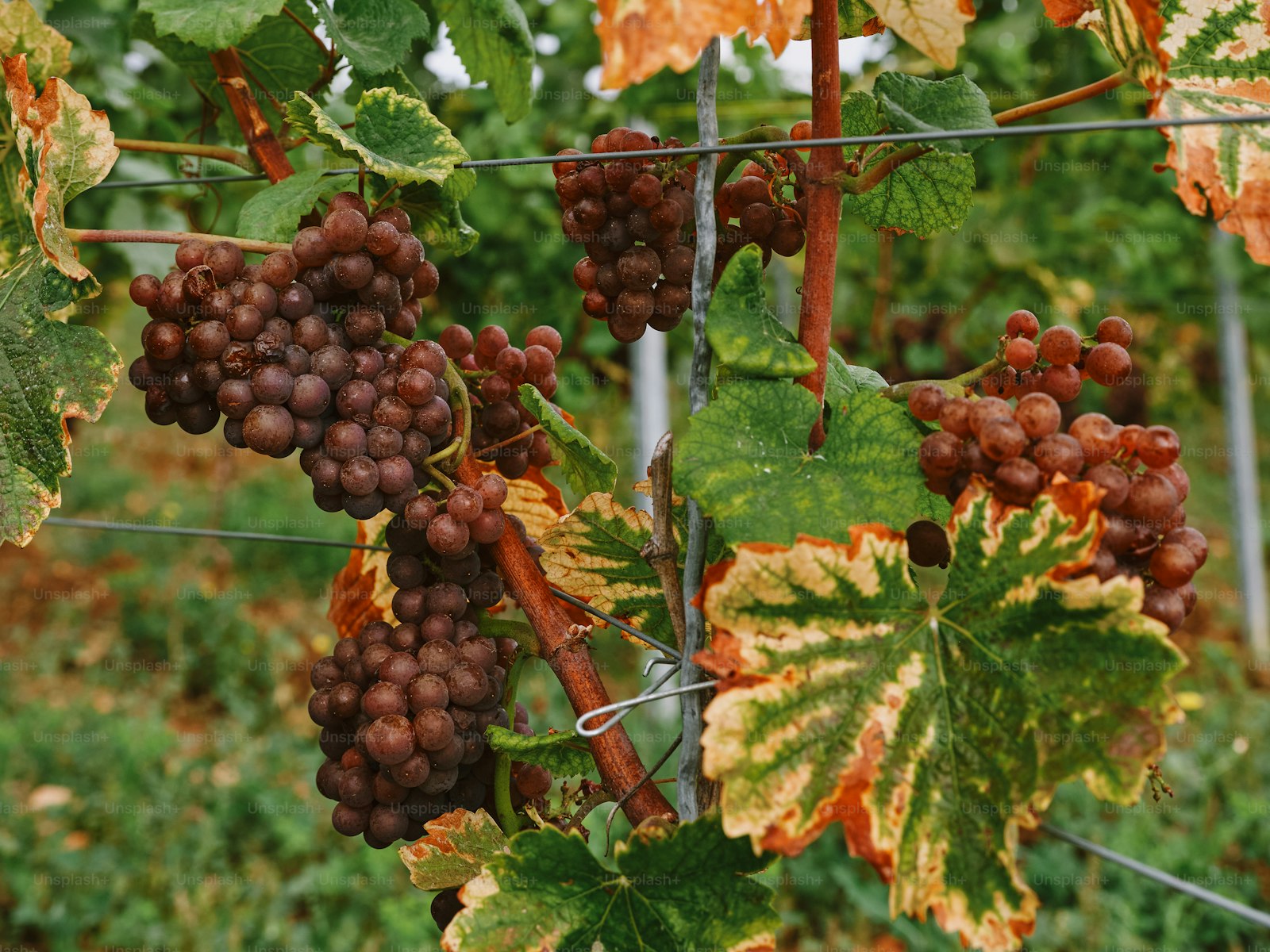 Maipo Vineyards