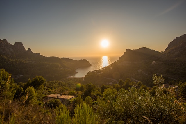 Mallorca Vineyards