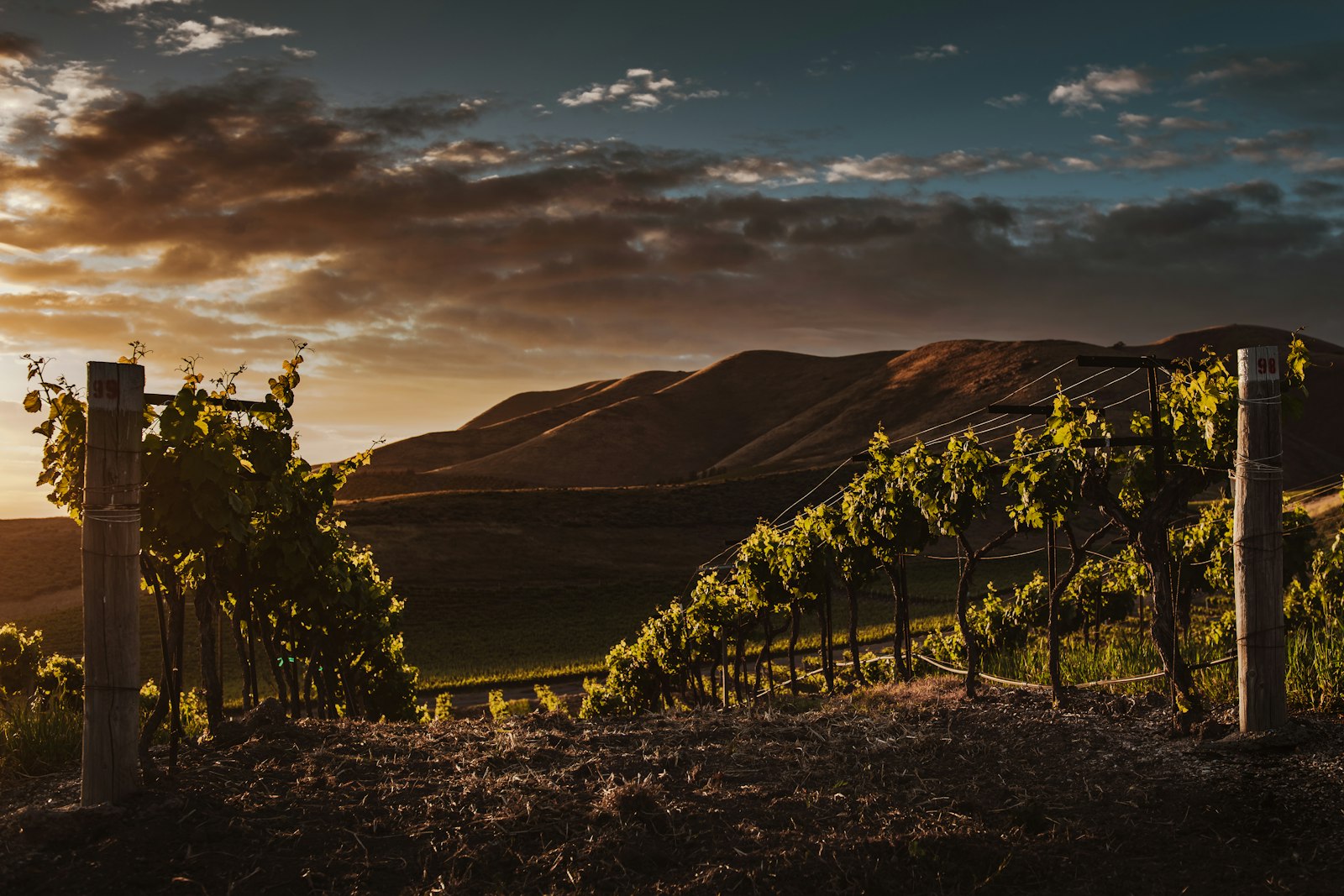 Mátra Vineyards