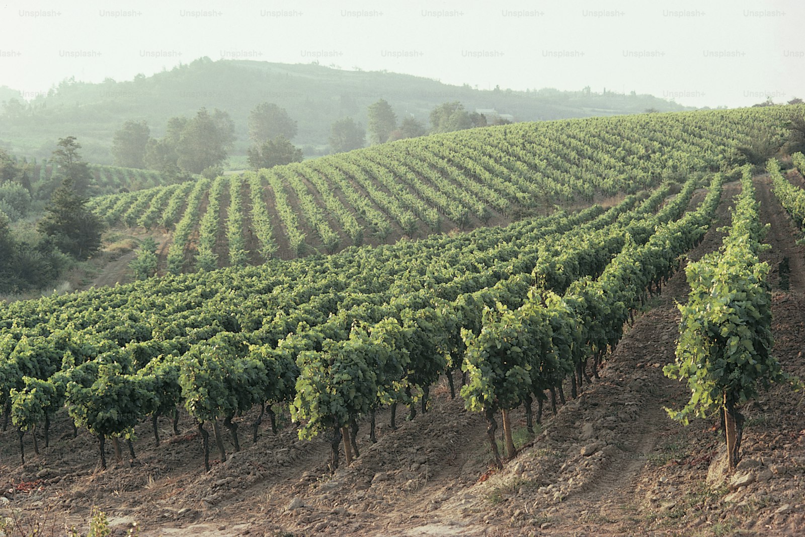 Maule Vineyards