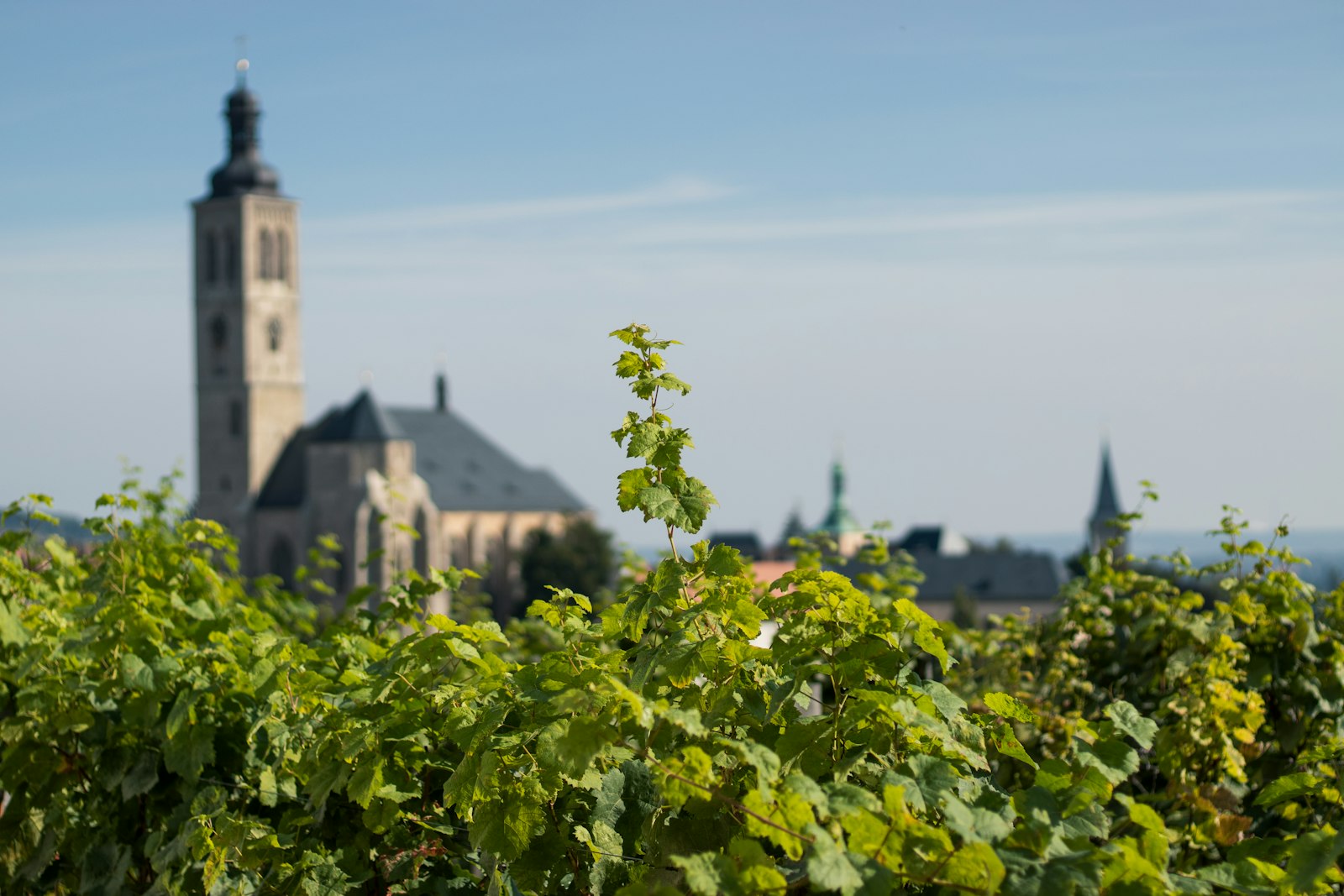 Mělník Vineyards