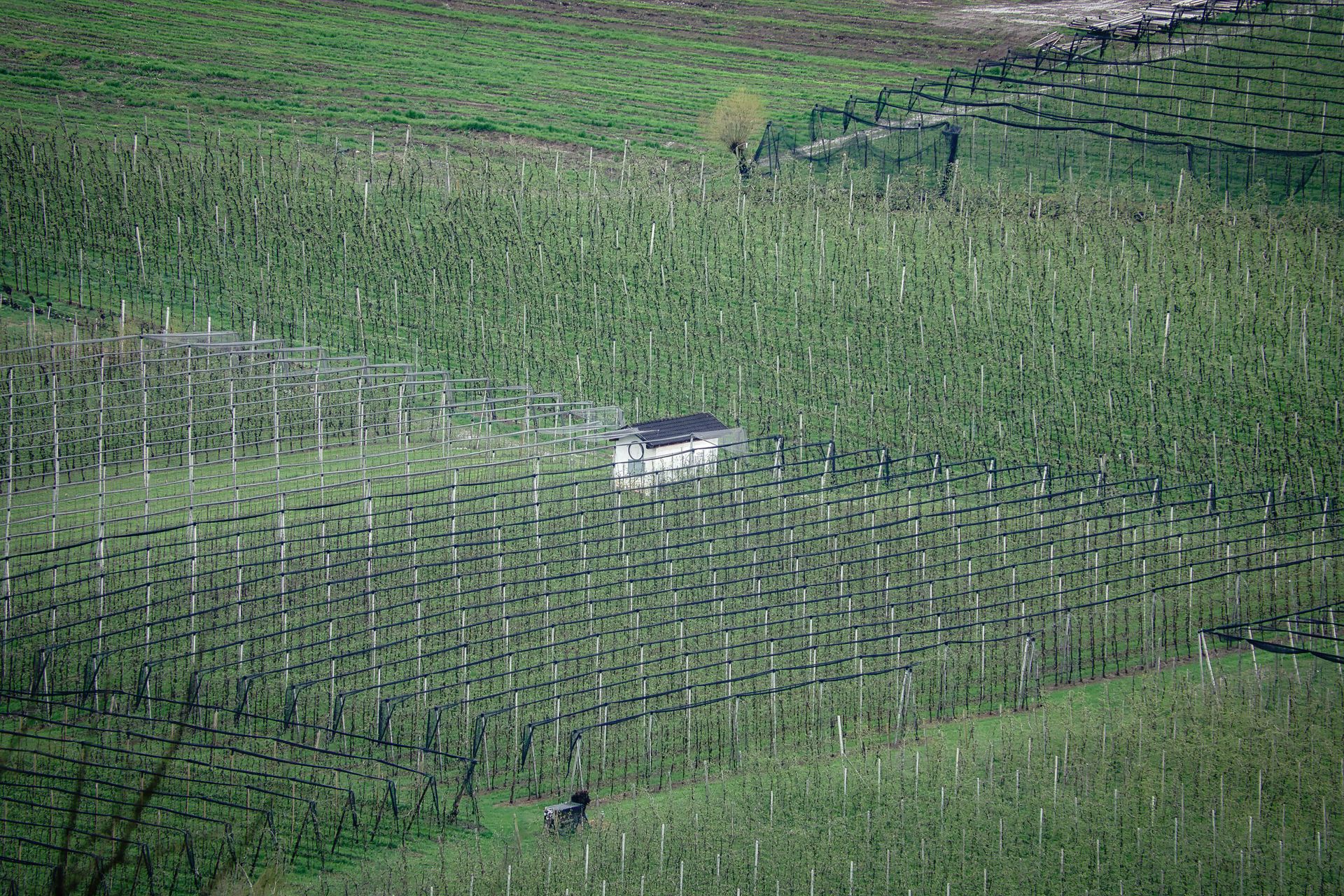 Miniș Vineyards