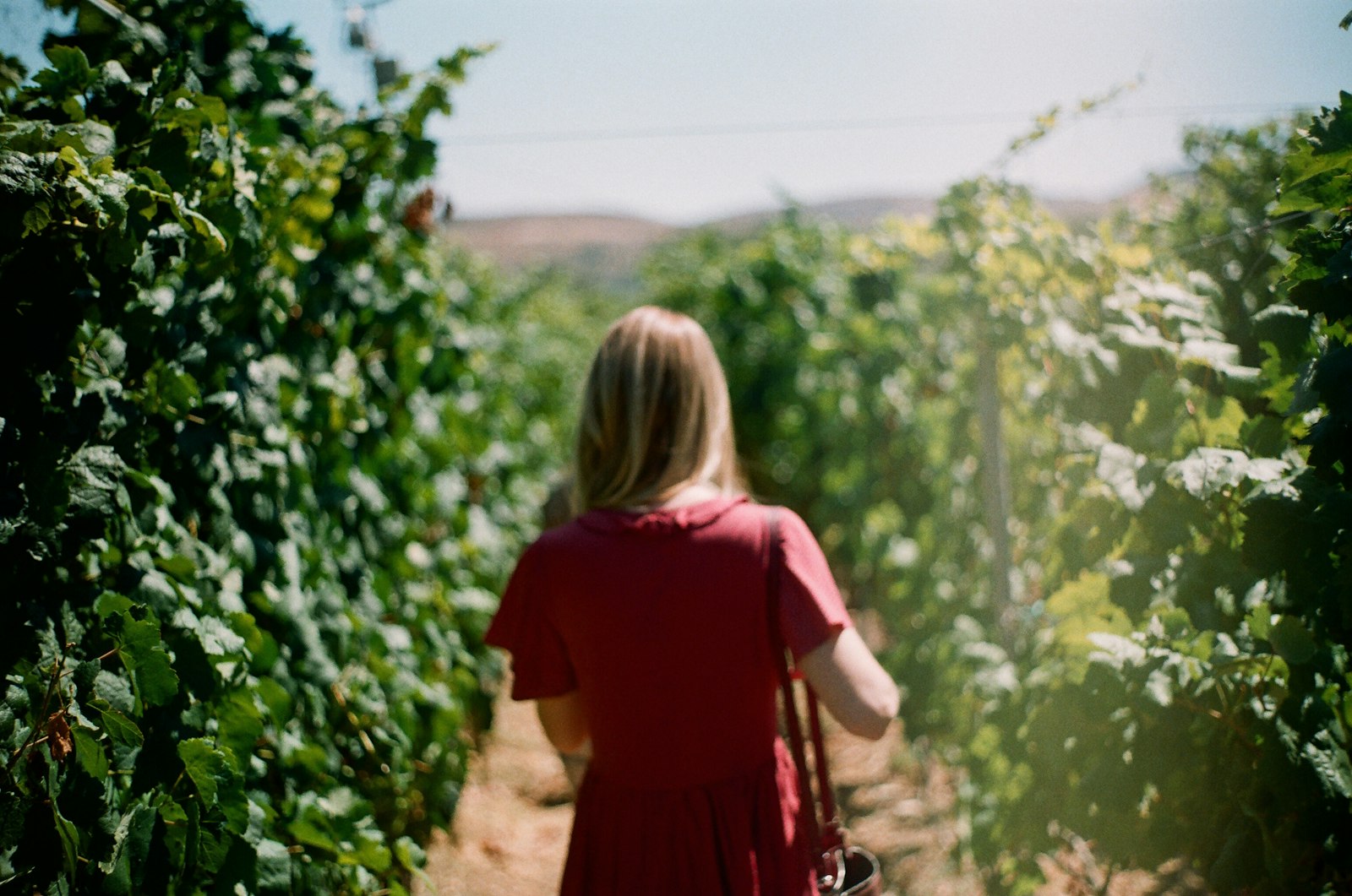 Nahe Vineyards