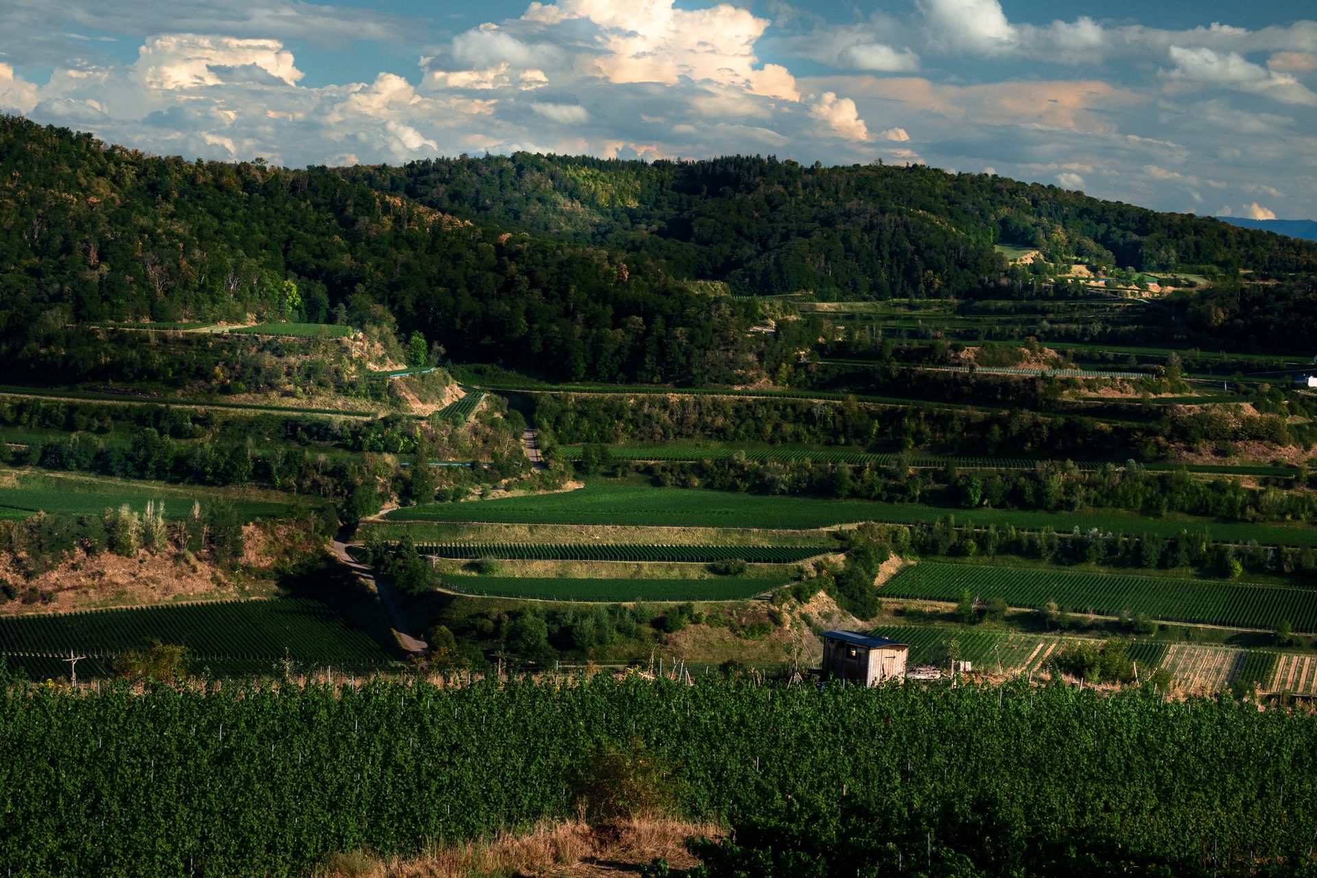 Negotin Vineyards