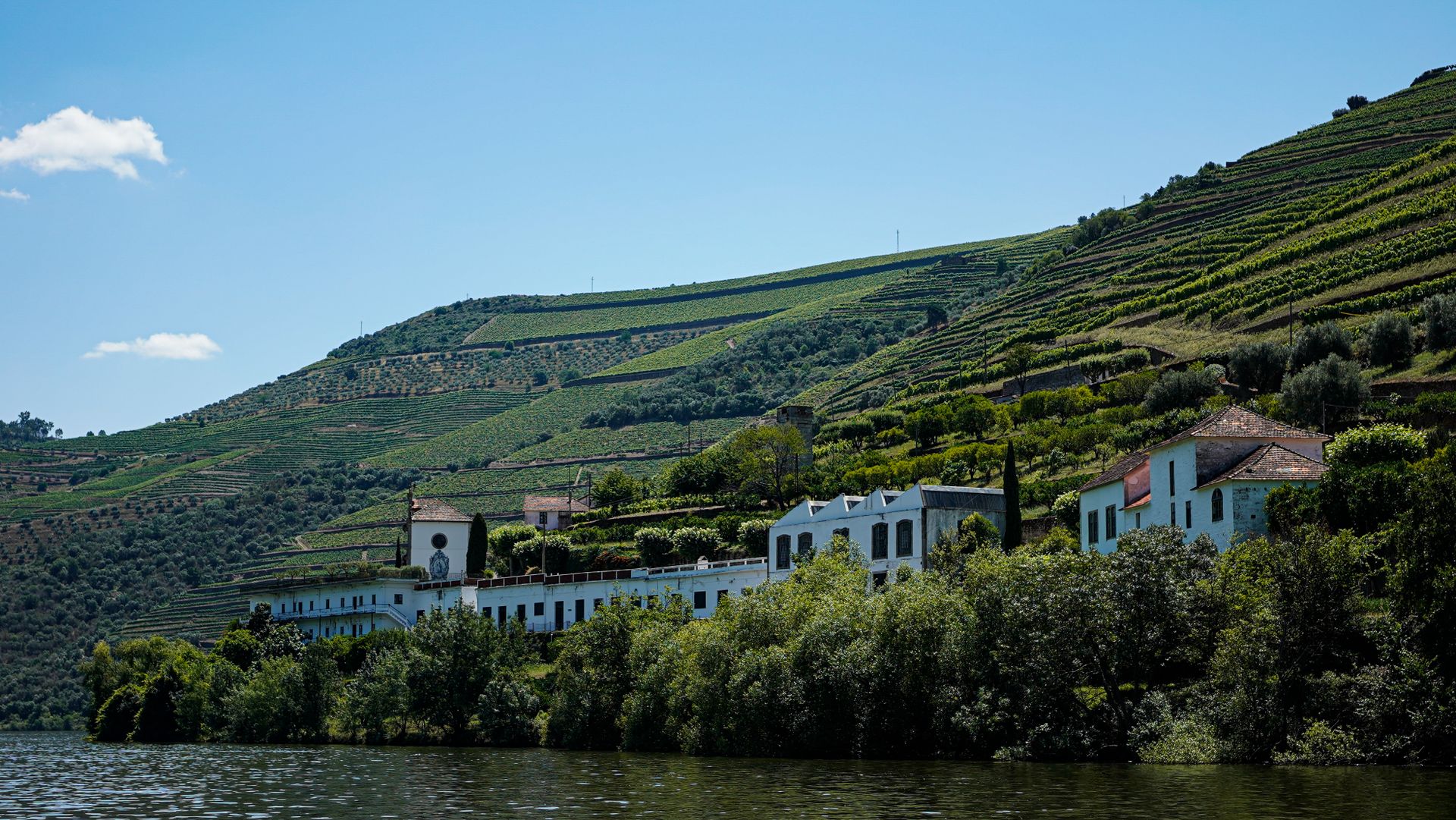 Palmela Vineyards