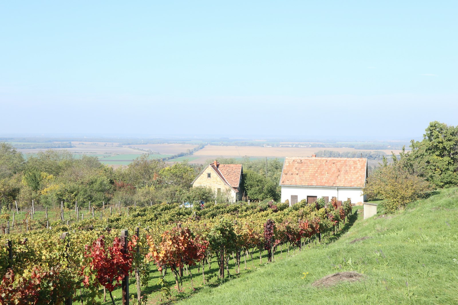 Pannonhalma Vineyards