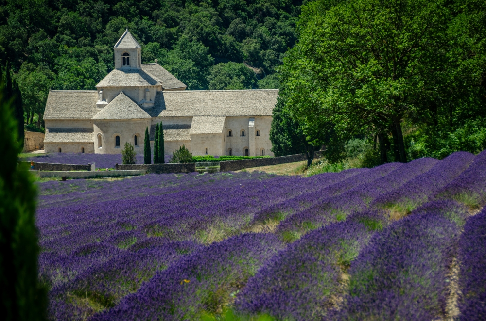 Provence Vineyards
