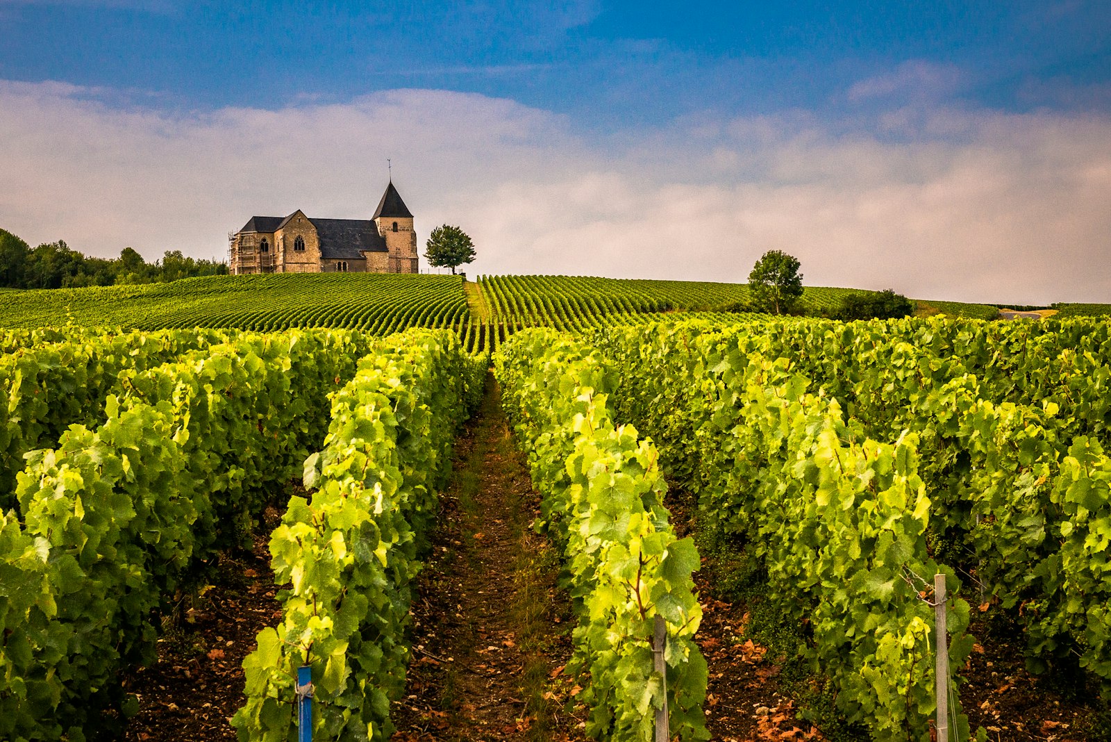 Rheingau Vineyards