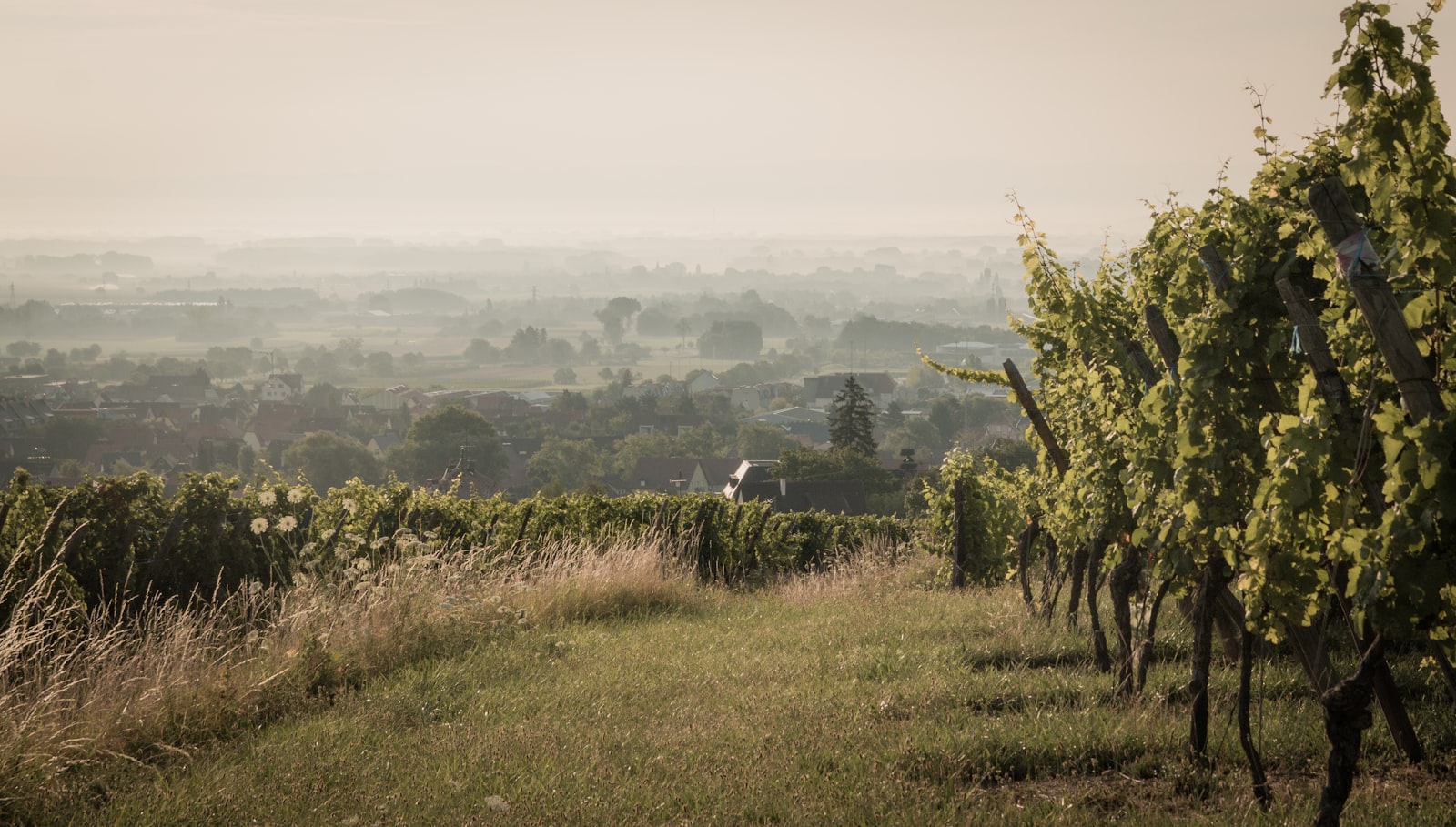 Rheinhessen