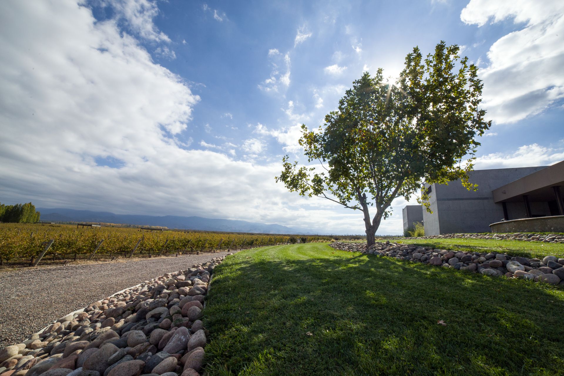 Robertson Vineyards