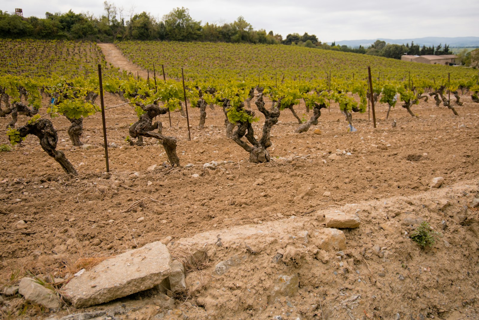 Saale-Unstrut Vineyards