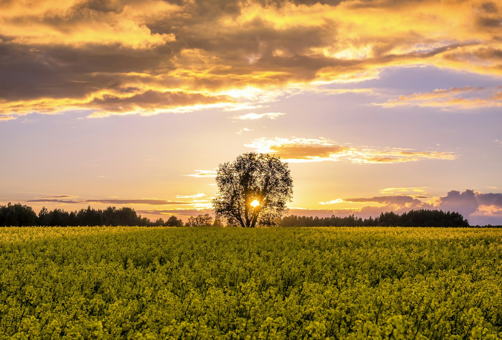 Saaremaa Vineyards