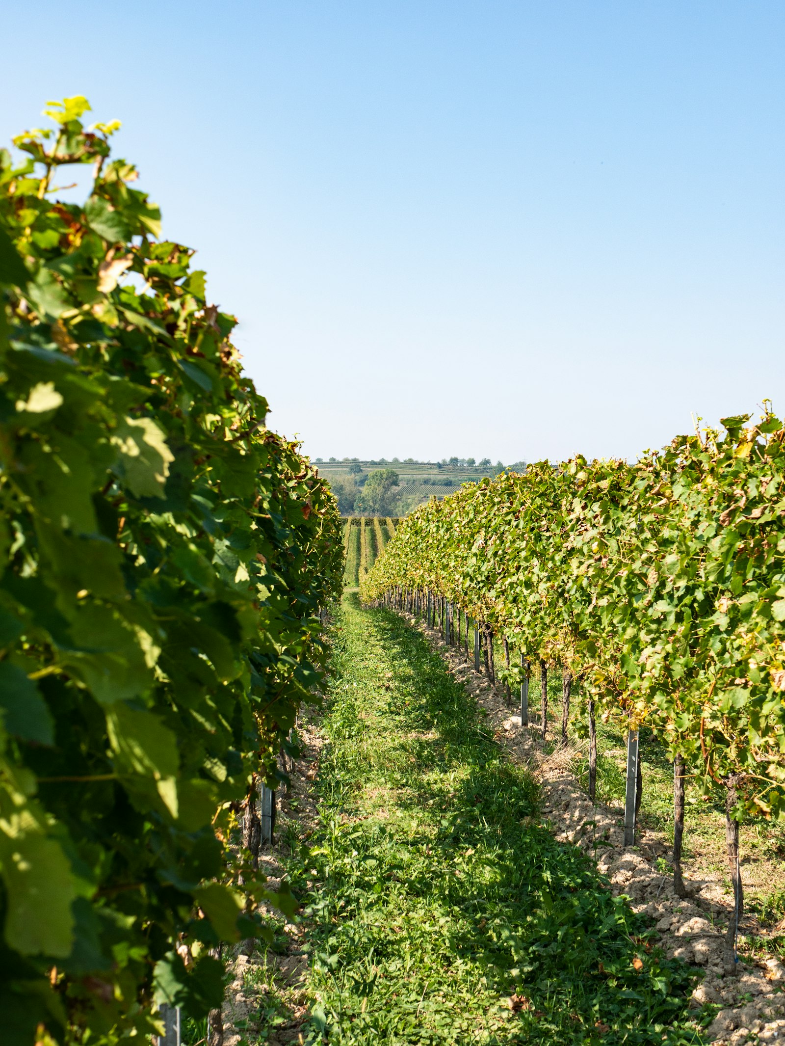 Sachsen Vineyards