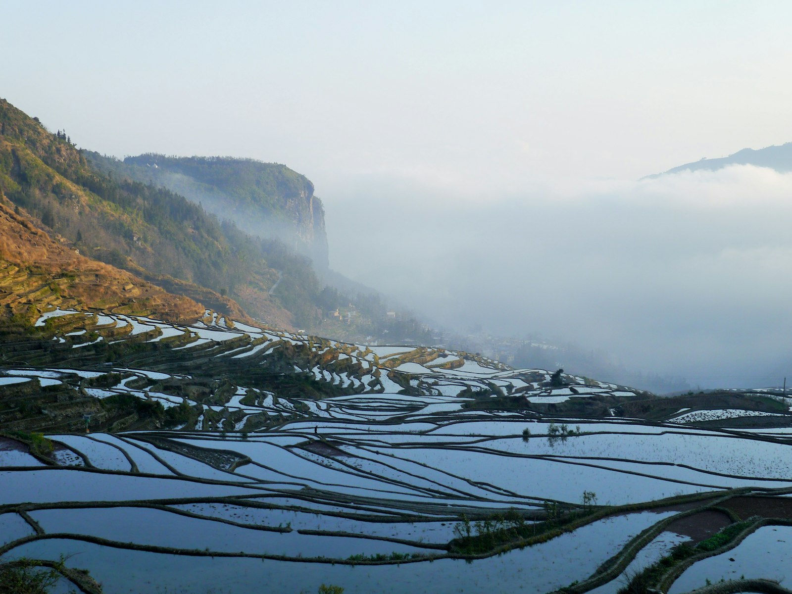 Shanxi Vineyards