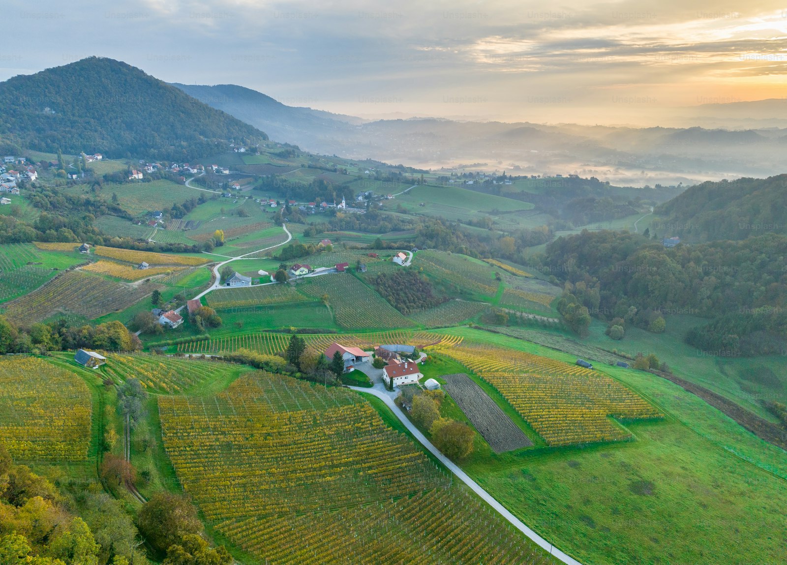 Slavonia Vineyards