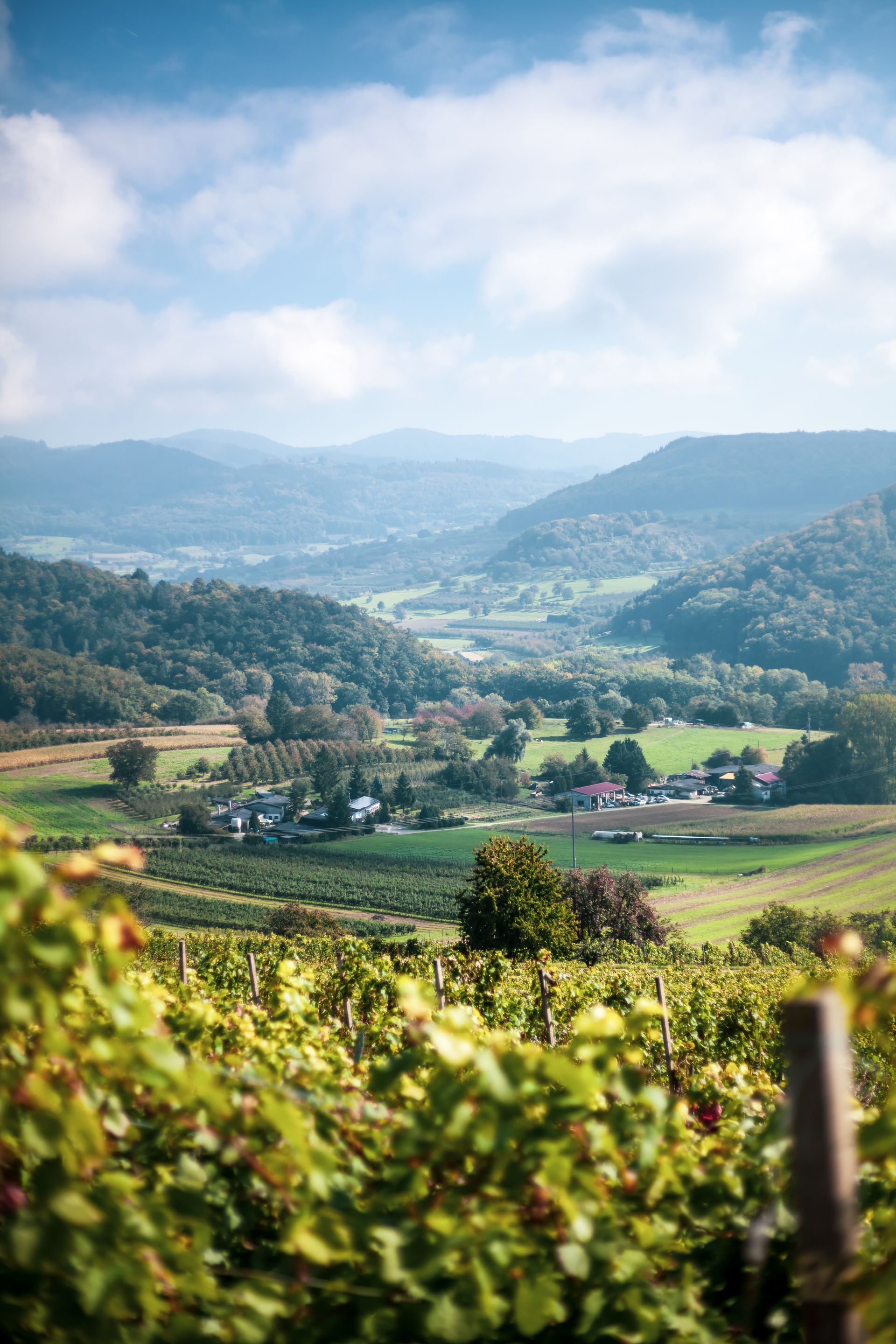 Srem Vineyards